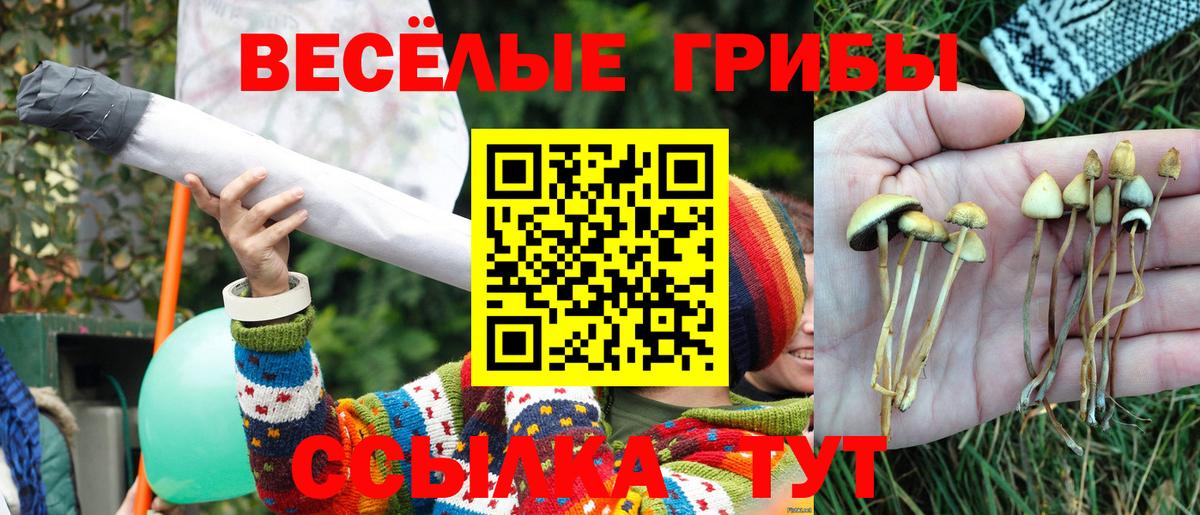 Псилоцибиновые грибы Psilocybe Малоярославец